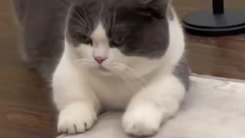 Funny attitude cats😂|| viral clips || cute animals ||