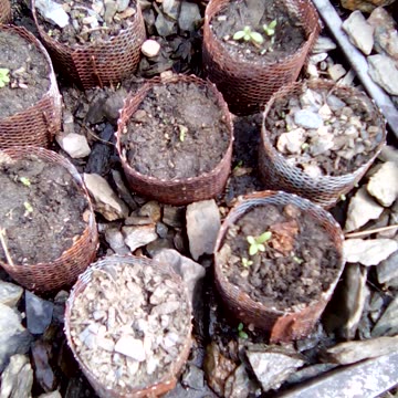 Artemisia annua growing progress