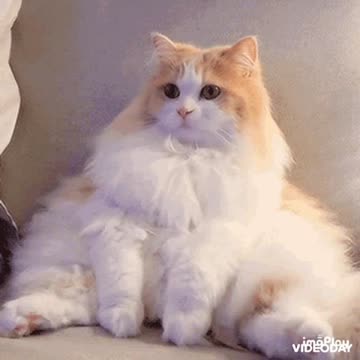 Cute Cat Gif