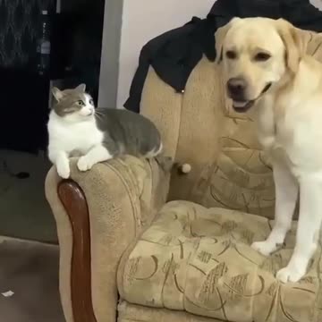 you want to be petty?keep your paws to yourself or else