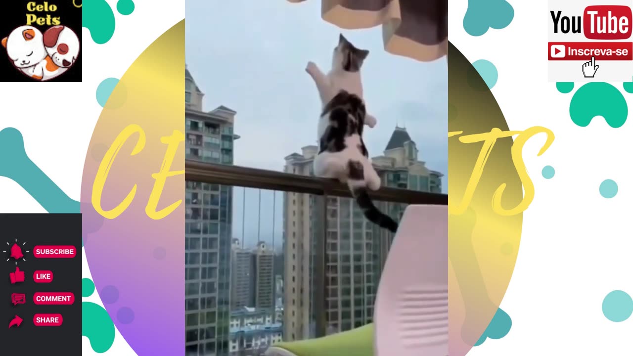 Animais Engraçados Funny Animals Channel 🐶🐱