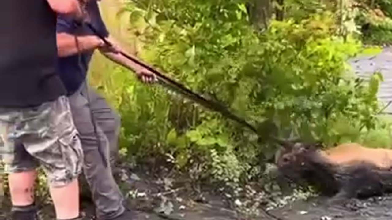 Buck stuck in mud was in need of a rescuer! &§