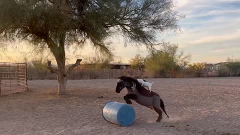 Dog Rides on Jumping Mini Horse's Back