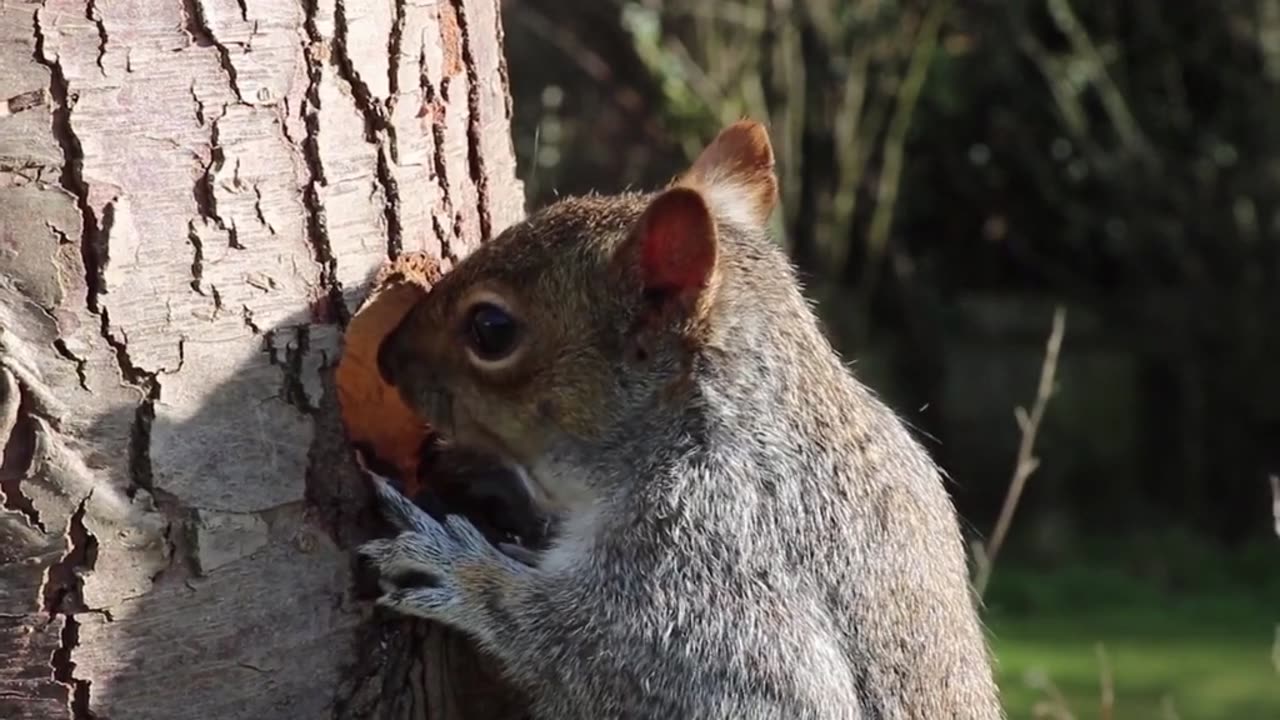 SCOIATTOLO CHE MANGIA