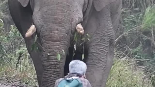 elephant comedy