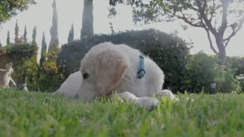 Adorable Dogs
