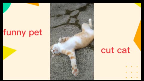 😻😻funny cat😻😺😺
