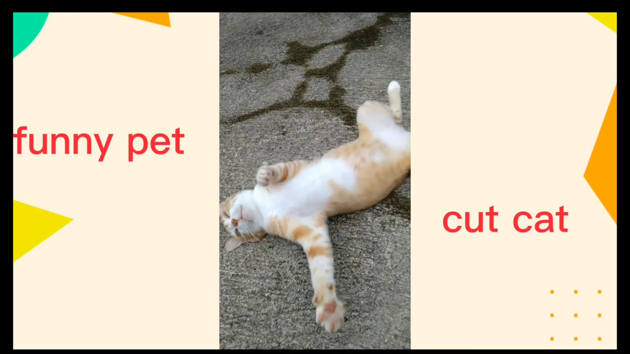😻😻funny cat😻😺😺