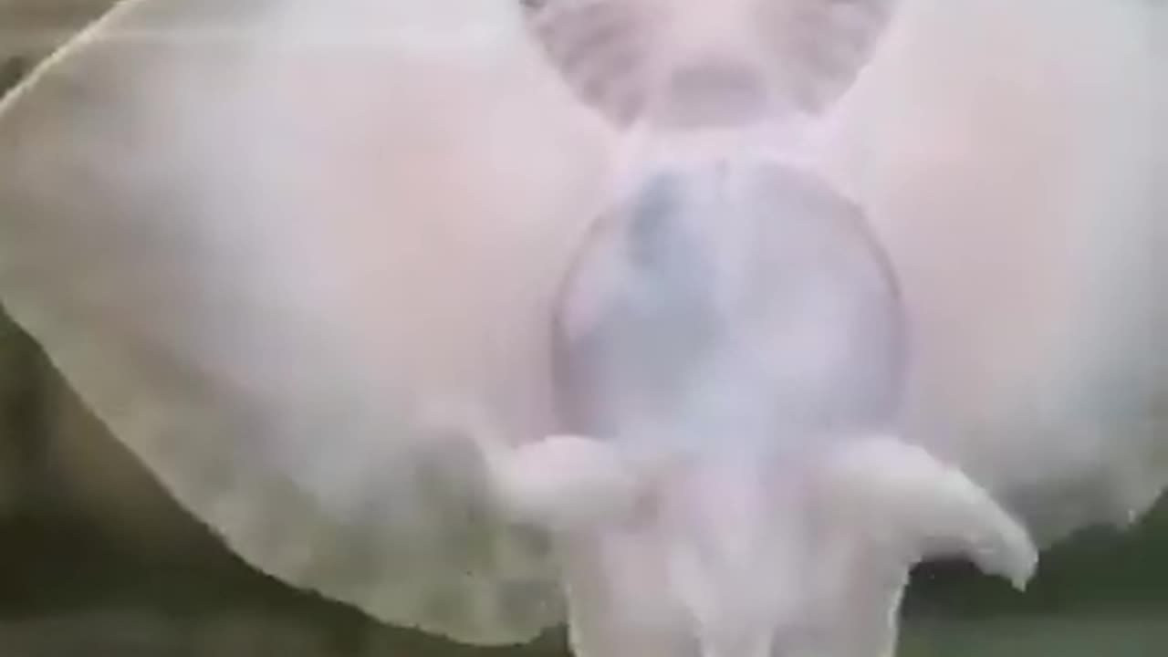 Dancing Skate Fish #shorts #viral #shortsvideo #video