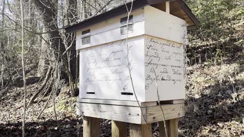 Why Local Honeybees Are Best. 🍯🐝🇺🇸