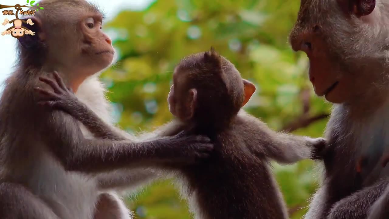 4K Quality Animal Footage - Monkeys Beautiful Scenes Episode 2 | Viral Monkey