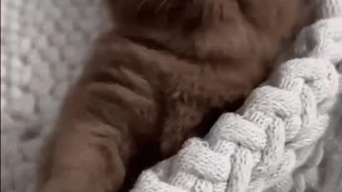 Cute Cat Gif