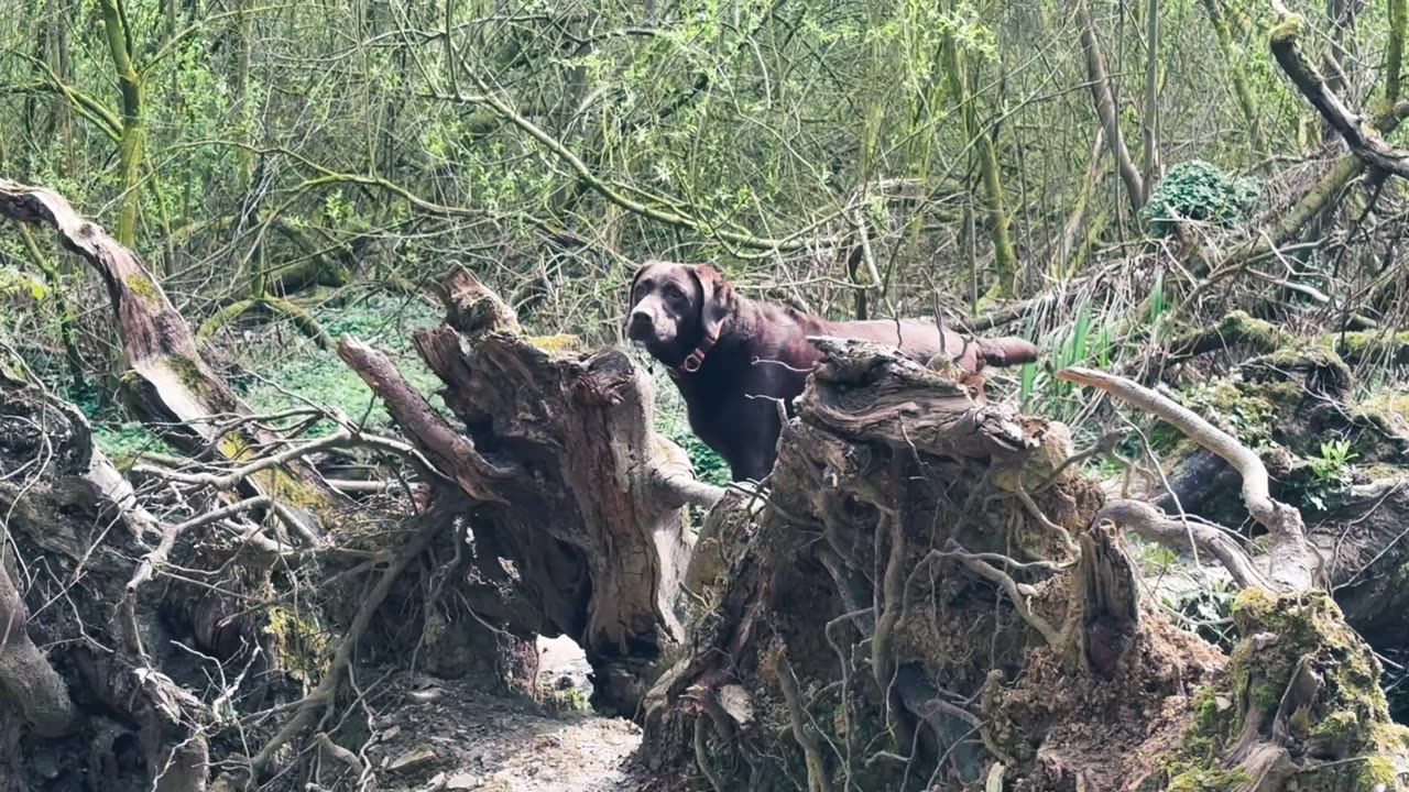 Chocolate Labrador Peaceful Wood