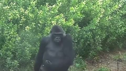 Gorilla Run Away from his Problems