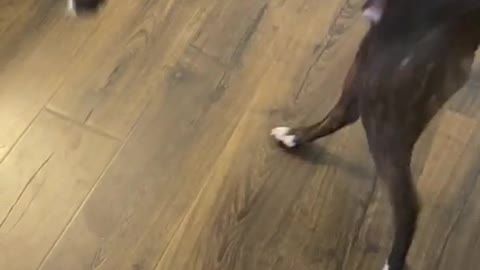 charlie meets a mouse