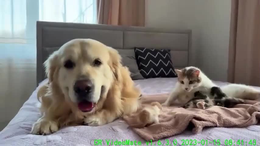 Golden Retriever Confused by Meeting a Baby Kittens