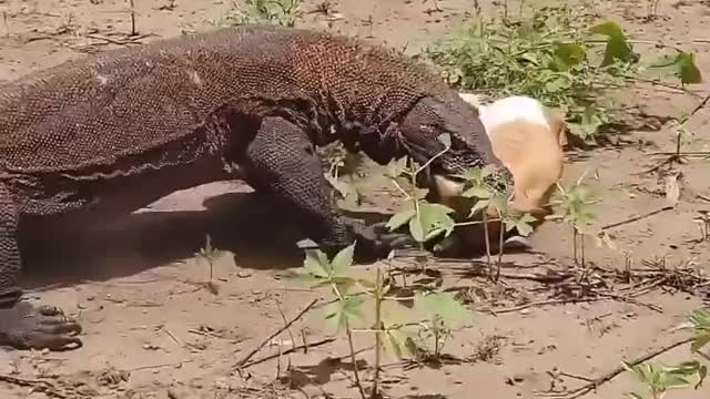 Komodo dragon hunts and swallows a poor goat