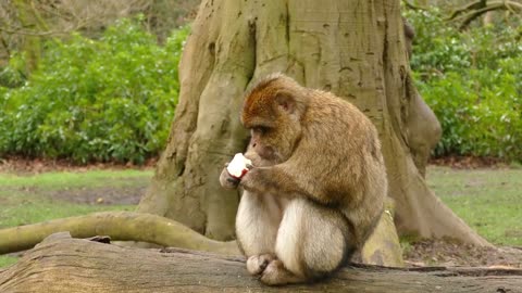 Cute Monkey Loves Delicious Apples