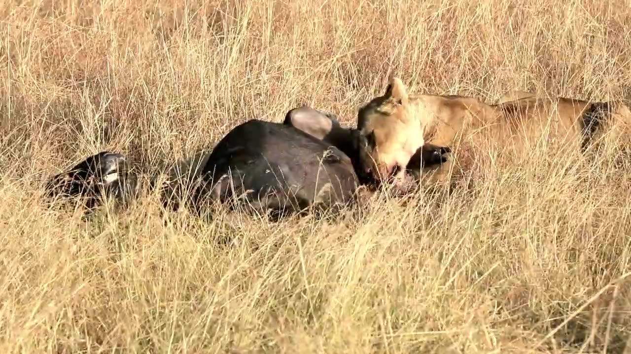 wildlife Angry Buffalo Attack to Lion !Lion Gets Angry