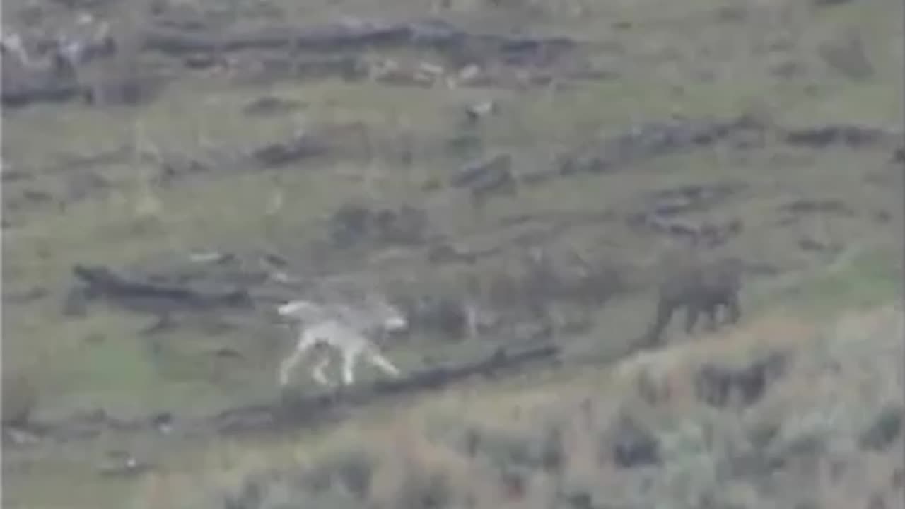 Wolves run off cougar