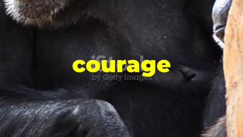 Evolution Unleashed: Reviewing 'Kingdom of the Planet of the Apes'