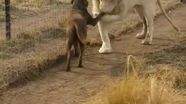 A big lion with a dog in a cage🐈🐈🐕🐕