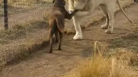 A big lion with a dog in a cage🐈🐈🐕🐕