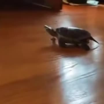 fast turtle funny video