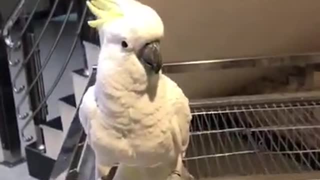 Dancing cockatoo / Beautiful parrot/ Happy cockatoo with dance/ saying kaka 2 🤭