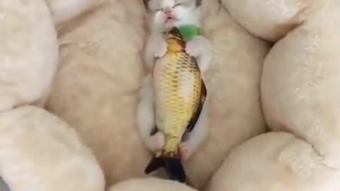 cute cat video 😍