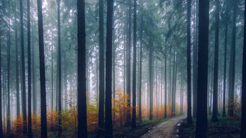 Relaxing Music | Sleeping, Meditation, Stress Relief | [7101] ⭐️