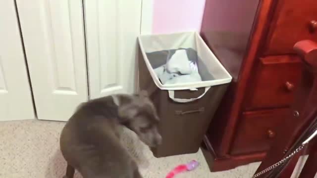 Funny Cat Moments: The Cutest Video Compilation Part 2