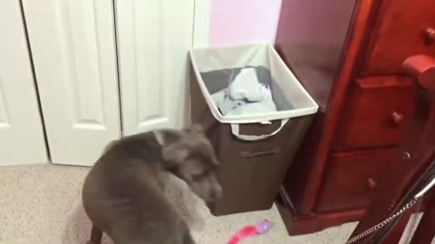 Funny Cat Moments: The Cutest Video Compilation Part 2