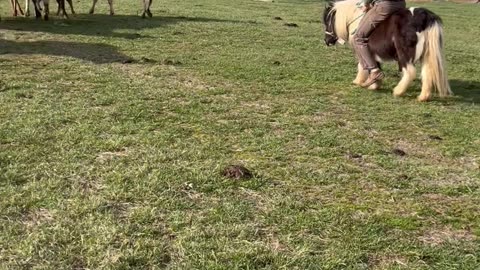 Cowboy and Pony Herd Cattle