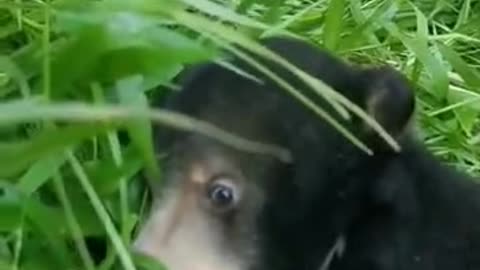 Black bear playing with cats baby cats🐻🙀