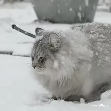 Cute Cat Gif