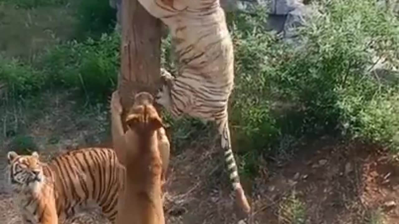 tiger stealing meat from lion.#tiger climbs.