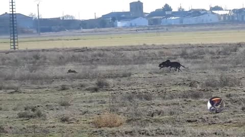 Dog playing with rabbit