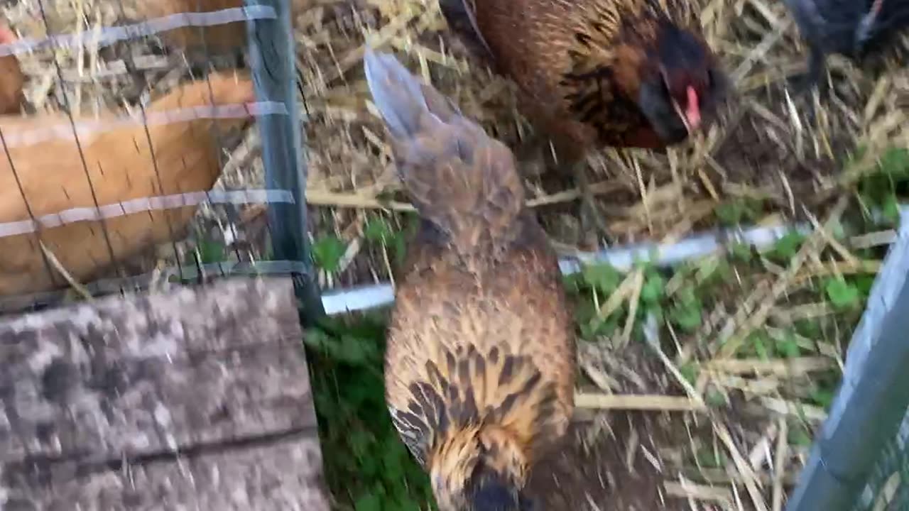 Letting the Chickens out of the Run in the Morning