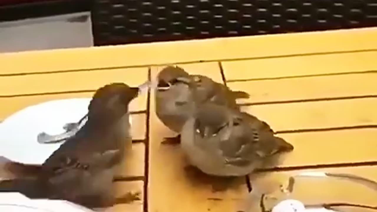 Mother Sparrow at restaurant