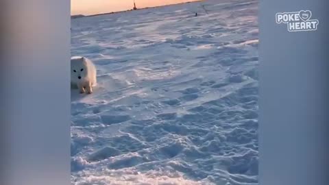 Baby Arctic Fox Steals Mans Fish