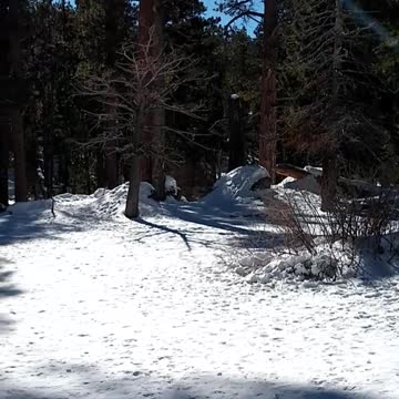 MT. SAN JACINTO TRAIL IN THE SNOW VIA THE PALM SPRINGS TRAM!