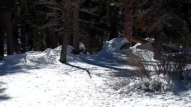 MT. SAN JACINTO TRAIL IN THE SNOW VIA THE PALM SPRINGS TRAM!