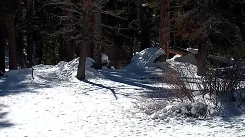 MT. SAN JACINTO TRAIL IN THE SNOW VIA THE PALM SPRINGS TRAM!