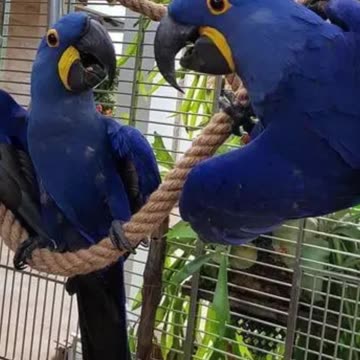 दुनिया के सबसे महंगे पक्षी