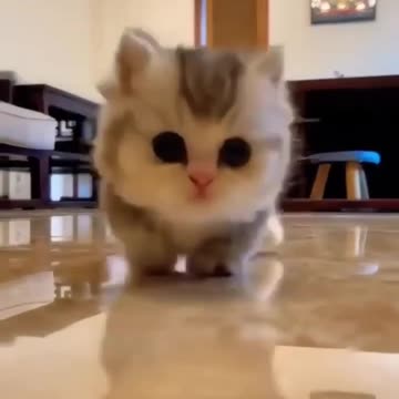 Baby cute cat🥰🥰 beautiful