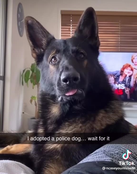 When you adopt a police canine