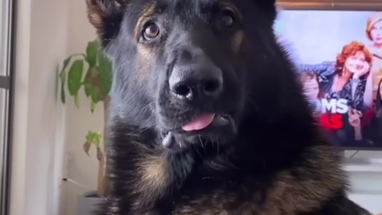 When you adopt a police canine