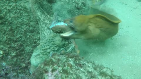 amazing mere octopus attacks