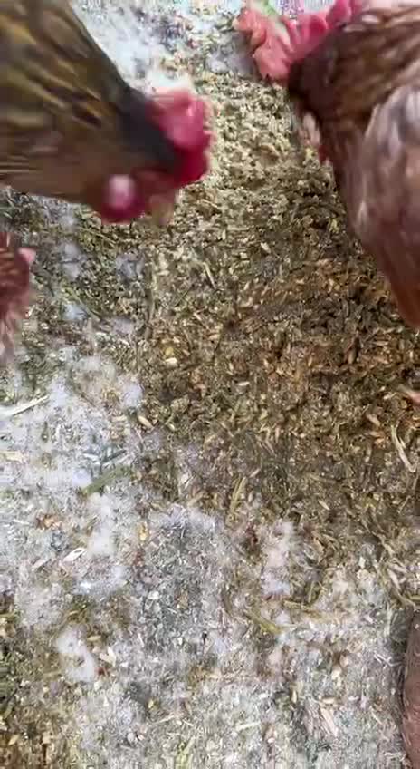 They are messing with store-bought chicken feed folks